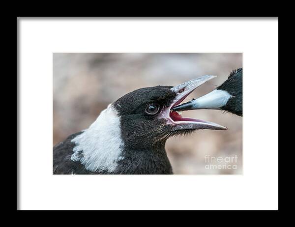 Magpie Framed Print featuring the photograph Baby Magpie 2 by Werner Padarin
