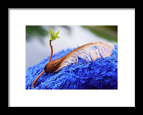 Terry Framed Print featuring the photograph Baby Maple Tree by Tom Blizzard