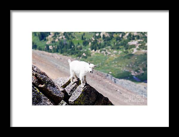 Mount Massive Framed Print featuring the photograph Baby Mountain Goat on Mount Massive Colorado by Steven Krull