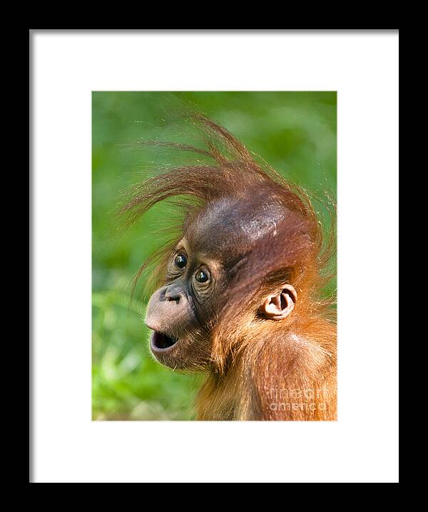 Asia Framed Print featuring the photograph Baby Orangutan by Andrew Michael