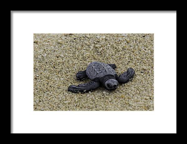 Turtle Framed Print featuring the photograph Baby Sea Turtle by Mark Harrington