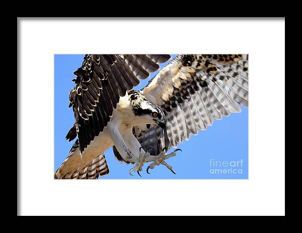 Animal Framed Print featuring the photograph Baby Step by Ly Dang