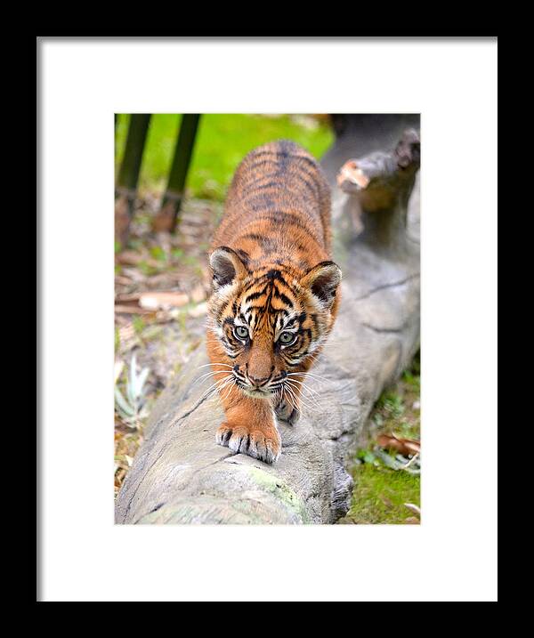Florida Framed Print featuring the photograph Baby Sumatran Tiger Cub by Richard Bryce and Family