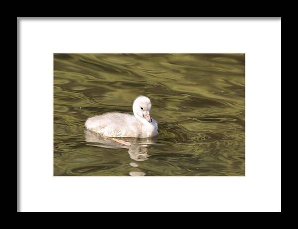 Baby Trumpeter Swan Framed Print featuring the photograph Baby trumpeter swan by Lynn Hopwood