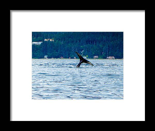 Alaska Framed Print featuring the photograph Baby Whale Tail by Pamela Newcomb