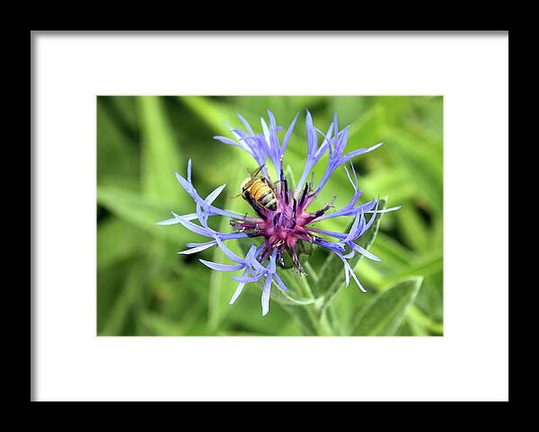 Flower Framed Print featuring the photograph Bachelor's Button and Bee by Ellen Tully