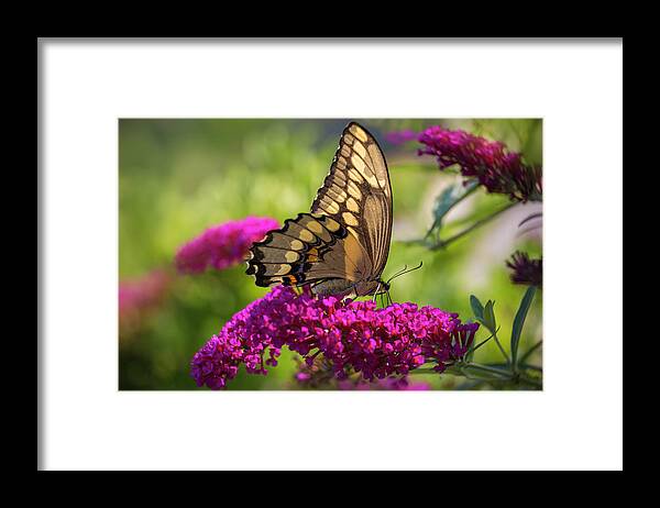 Giant Swallowtail Framed Print featuring the photograph Back-Lit Papilio by Kim Carpentier