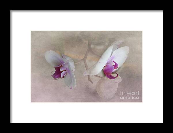 Orchid Framed Print featuring the photograph Back to Back by Judy Hall-Folde