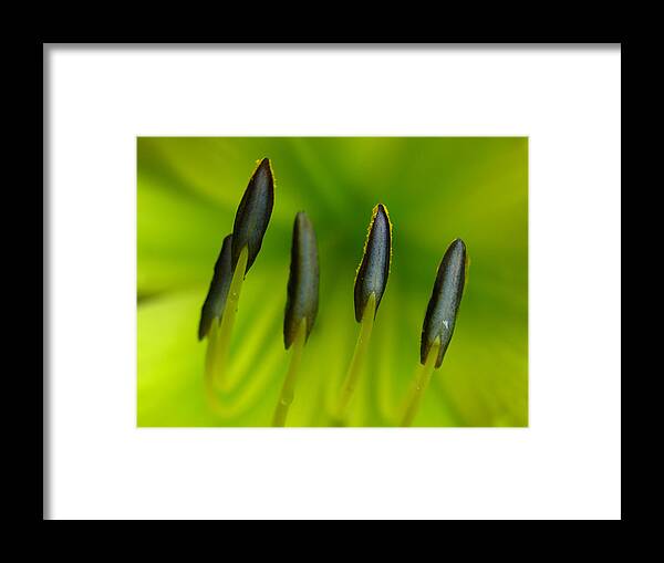 Lily Framed Print featuring the photograph Back to Nature by Juergen Roth
