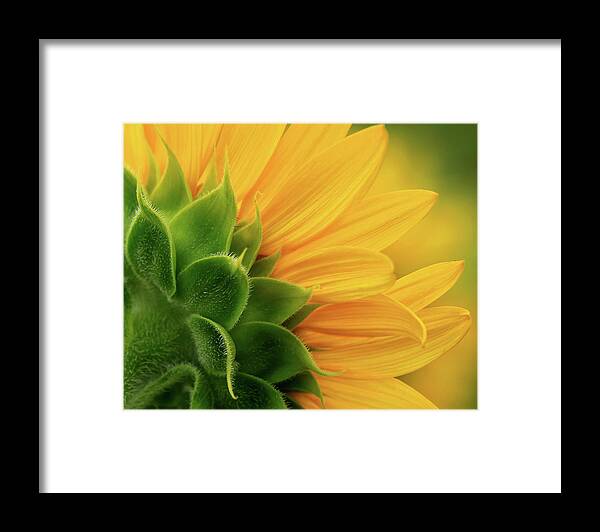 Back View Of Sunflower Framed Print featuring the photograph Back view of sunflower by Carolyn Derstine