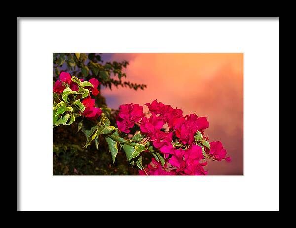 Flower Framed Print featuring the photograph Back Yard Bougainvillea by Mark J Dunn