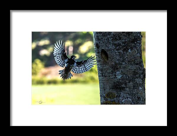 Backlighting Framed Print featuring the photograph Backlighting by Torbjorn Swenelius