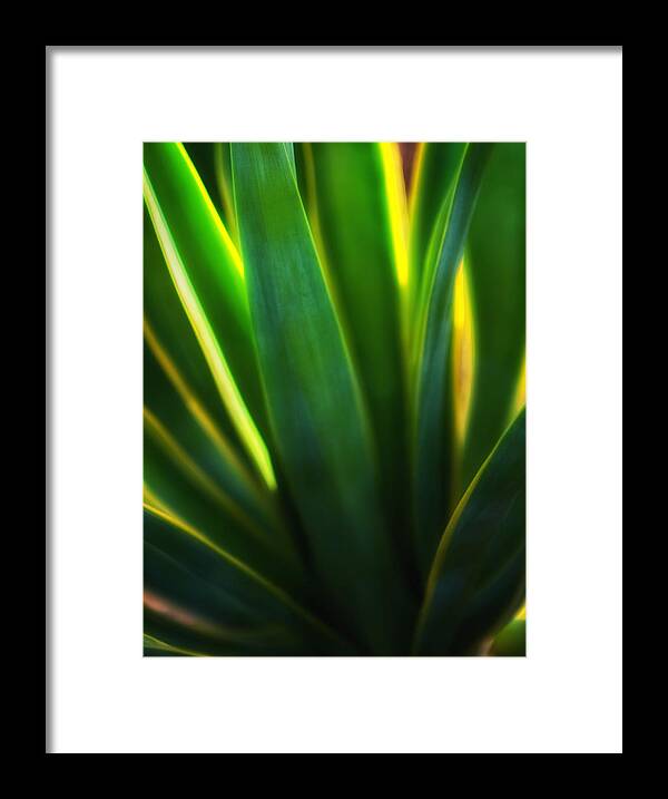 Agave Framed Print featuring the photograph Backlit Agave by Bob Coates