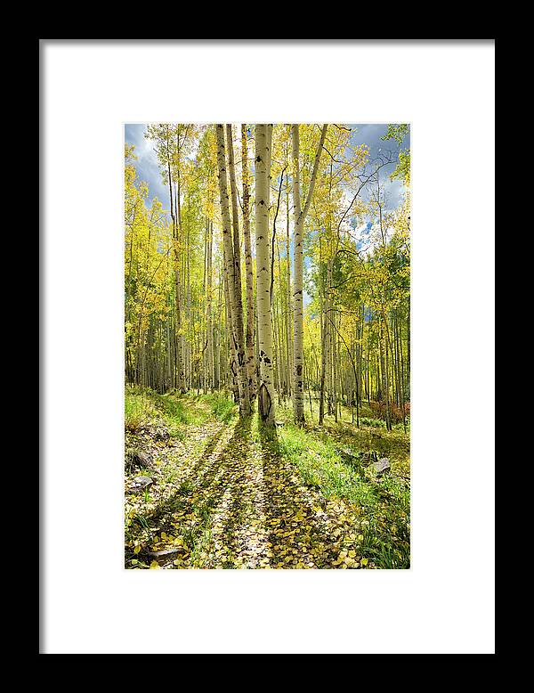 Aspen Framed Print featuring the photograph Backlit Aspen Trail by Denise Bush