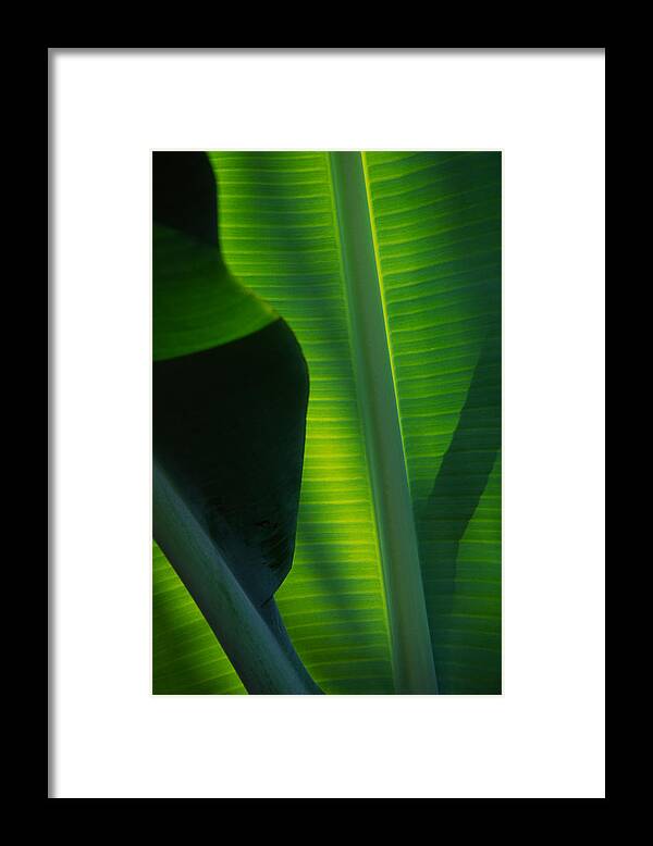 Banana Leaf Framed Print featuring the photograph Backlit Banana Leaves by Bob Coates