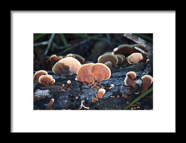 Nature Framed Print featuring the photograph Backlit Bracket Fungi by Kenneth Albin