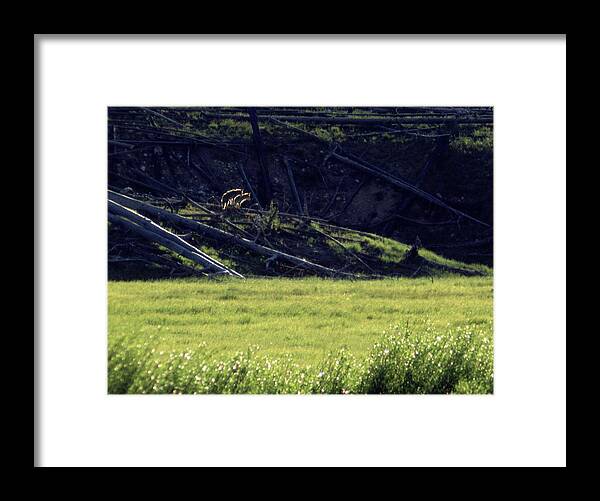 Backlit Framed Print featuring the photograph Backlit Coyotes by Ted Keller