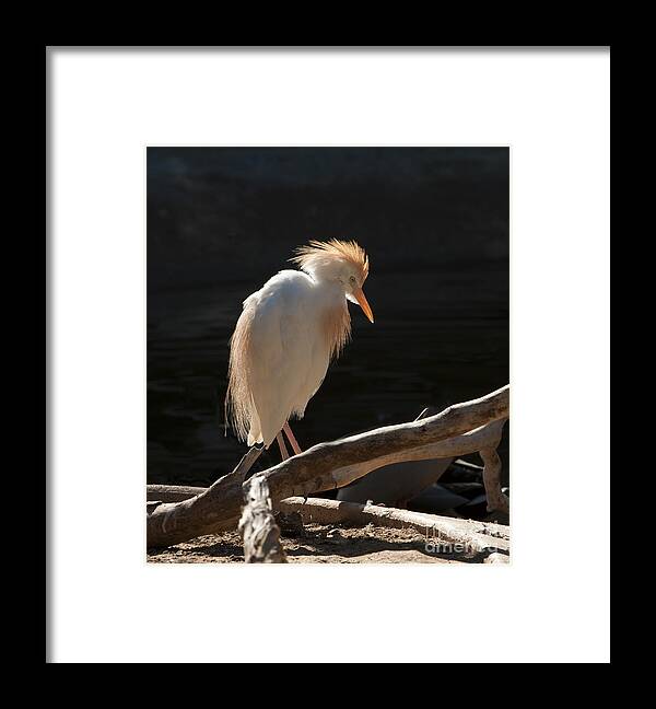 Bird Framed Print featuring the photograph Backlit Egret by Sandra Bronstein