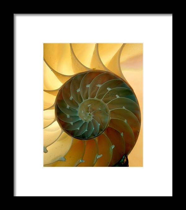 Nautilus Framed Print featuring the photograph Backlit Nautilus by Amelia Racca