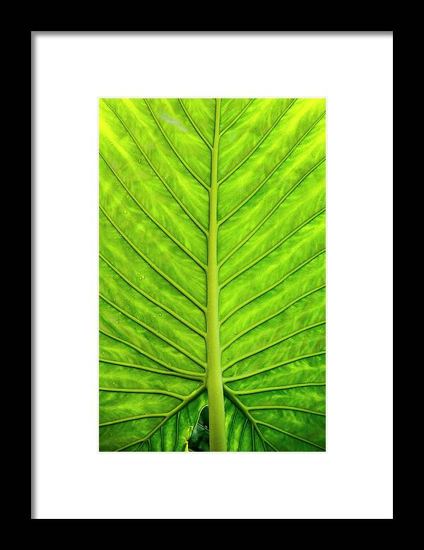 Colocasia Esculenta Framed Print featuring the photograph Backlit Taro Leaf by Todd Bannor