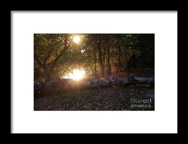Forest Framed Print featuring the photograph Backlit Trees by Dariusz Gudowicz