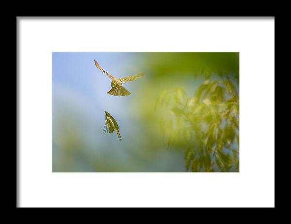 Abstract Framed Print featuring the photograph Backyard by Amanda Rimmer