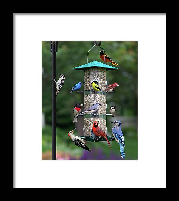 Birds Framed Print featuring the photograph Backyard Bird Feeder by Larry Landolfi