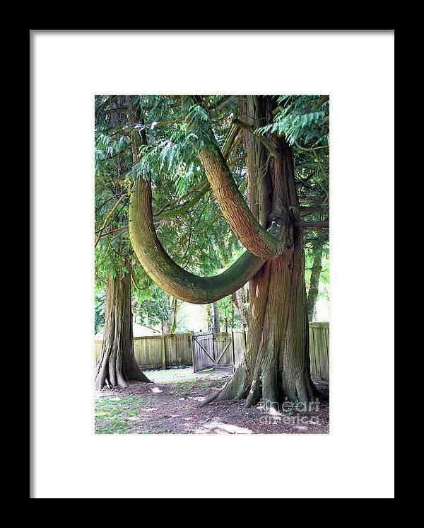 Cedar Framed Print featuring the photograph Backyard Cedar by Bill Thomson
