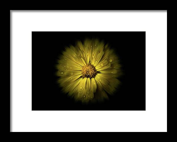 Abstract Framed Print featuring the photograph Backyard Flowers 10 Color Flow Version by Brian Carson