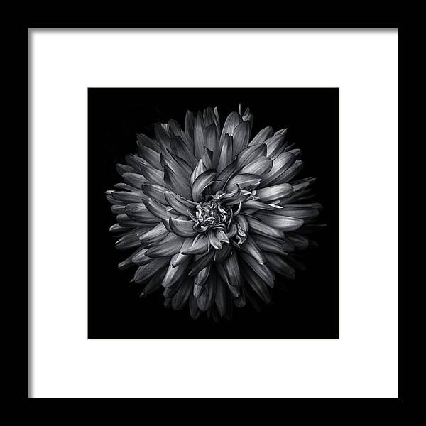 Bnw Framed Print featuring the photograph Backyard Flowers 20

#blacknwhite by Brian Carson