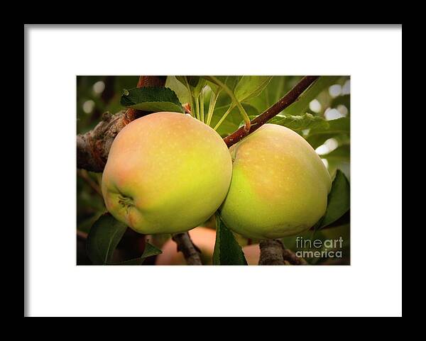 Food Framed Print featuring the photograph Backyard Garden Series - Two Apples by Carol Groenen