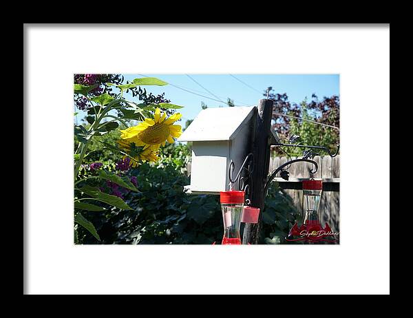 Sunflower Framed Print featuring the photograph Backyard Garden by Stephen Daddona
