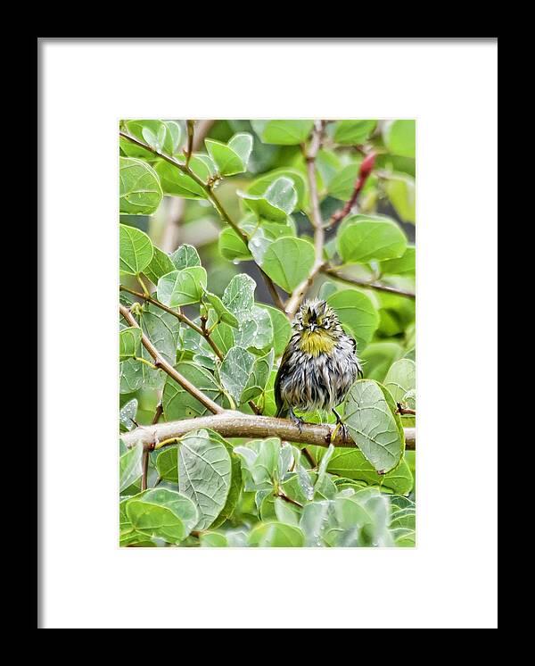 Hawaii Framed Print featuring the photograph Bad Hair Day by Dan McManus