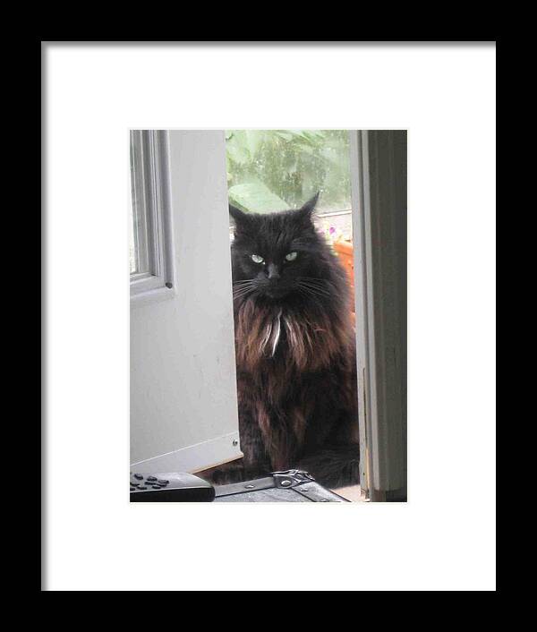 Cat Framed Print featuring the photograph Bad mood cat by AJ Brown