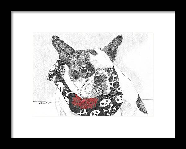Boston Terrier Framed Print featuring the drawing Bad to the Bone by Arlene Crafton