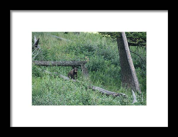 Animal Framed Print featuring the photograph Balance Beam by Mary Mikawoz