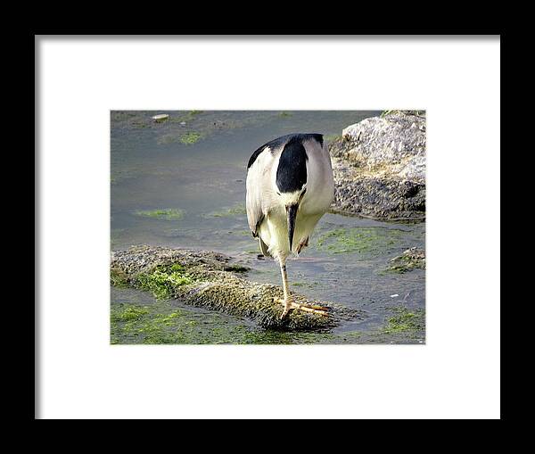 Birds Framed Print featuring the photograph Balance by Linda Stern