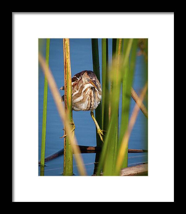 Beauty Framed Print featuring the photograph Balancing Act by Dawn Currie