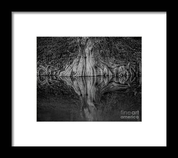 Bald Cypress Reflection In Black And White Michael Tidwell Guadalupe River Mike Tidwell Framed Print featuring the photograph Bald Cypress Reflection in Black and White by Michael Tidwell