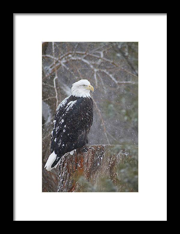 Hovind Framed Print featuring the photograph Bald Eagle 1 by Scott Hovind