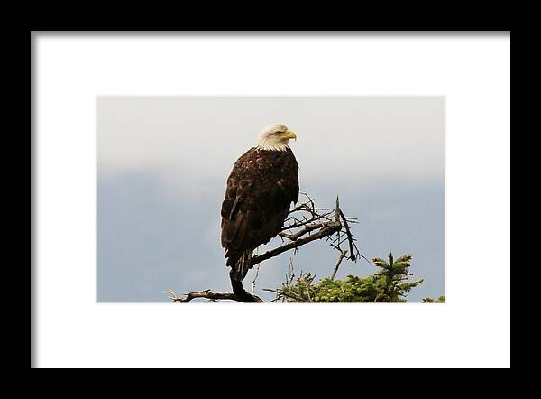 Bald Eagle Framed Print featuring the photograph Bald Eagle - 4 by Christy Pooschke