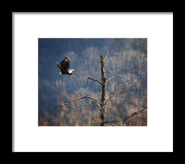 Bald Eagle Framed Print featuring the photograph Bald Eagle at Boxley Mill Pond by Michael Dougherty