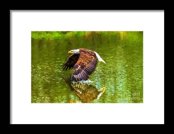 Birds Framed Print featuring the photograph Bald Eagle cutting the water by Les Palenik