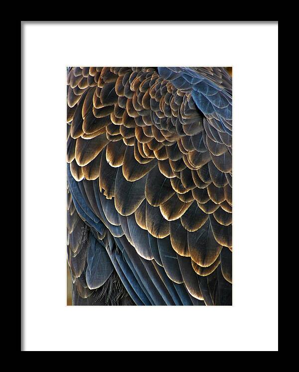 Bald Eagle Framed Print featuring the photograph Bald Eagle Details by Brian M Lumley