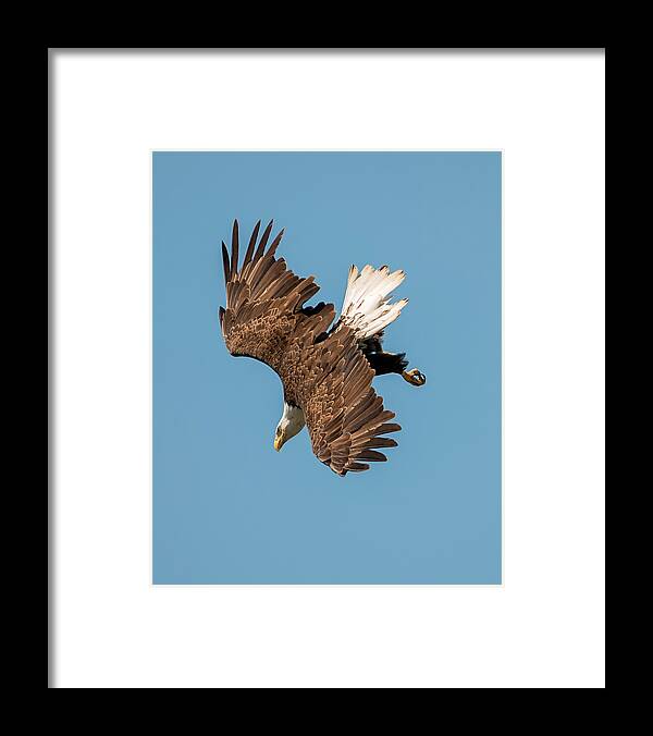 Loree Johnson Photography Framed Print featuring the photograph Bald Eagle Dive by Loree Johnson