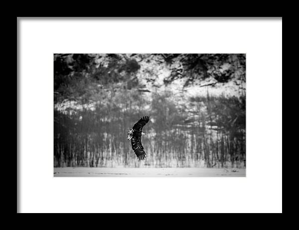 Nature Framed Print featuring the photograph Bald Eagle Flare by Jeff Phillippi