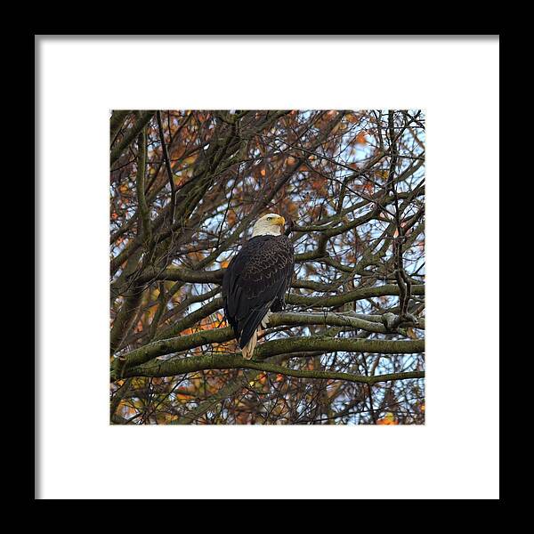 American Bald Eagle Framed Print featuring the photograph Bald Eagle by Gregory Blank