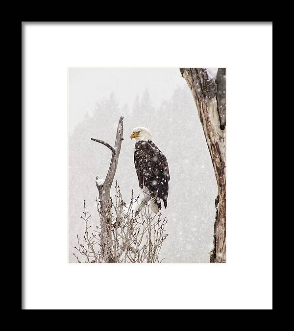 Bald Eagle Framed Print featuring the photograph Bald Eagle in a Blizzard 2 by LeAnne Perry