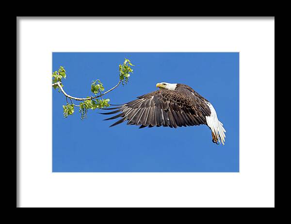 Bald Eagle Framed Print featuring the photograph Bald Eagle in Flight 4-25-17 by Dawn Key