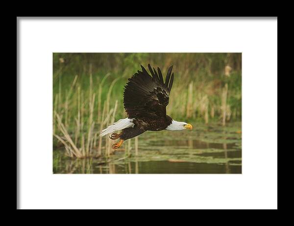 Bald Eagle Framed Print featuring the photograph Bald Eagle in Flight by Carrie Ann Grippo-Pike